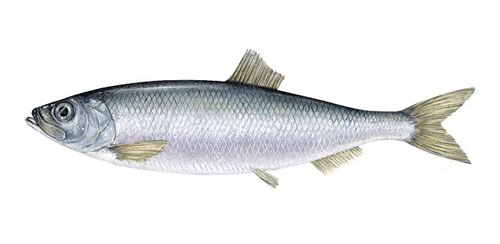 Pacific-Herring